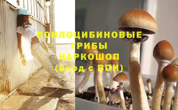 PSILOCYBIN Аркадак